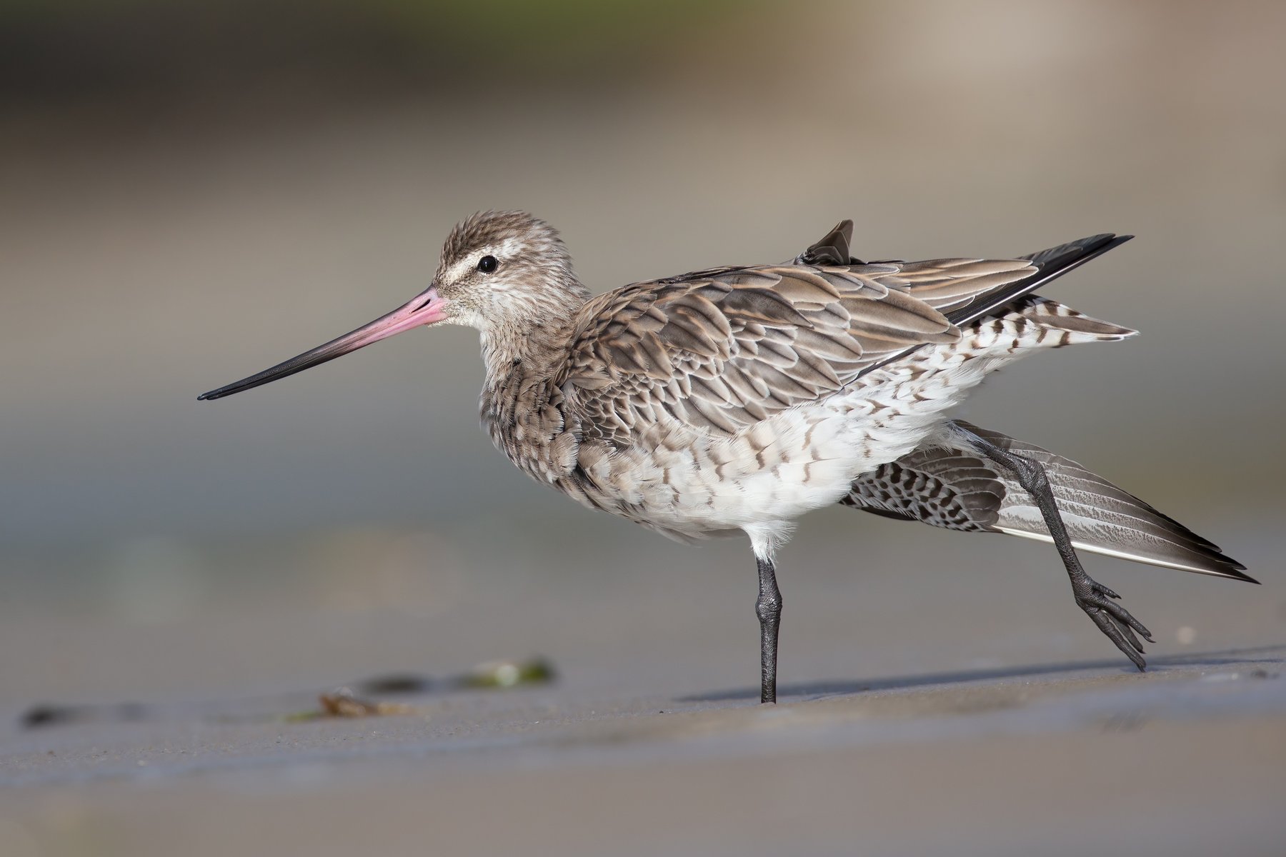 Gazza · Bar-tailed Godwit