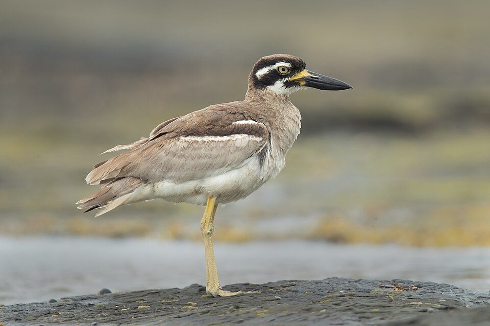 Beach Stone-curlew · JJ Harrison CC BY-SA