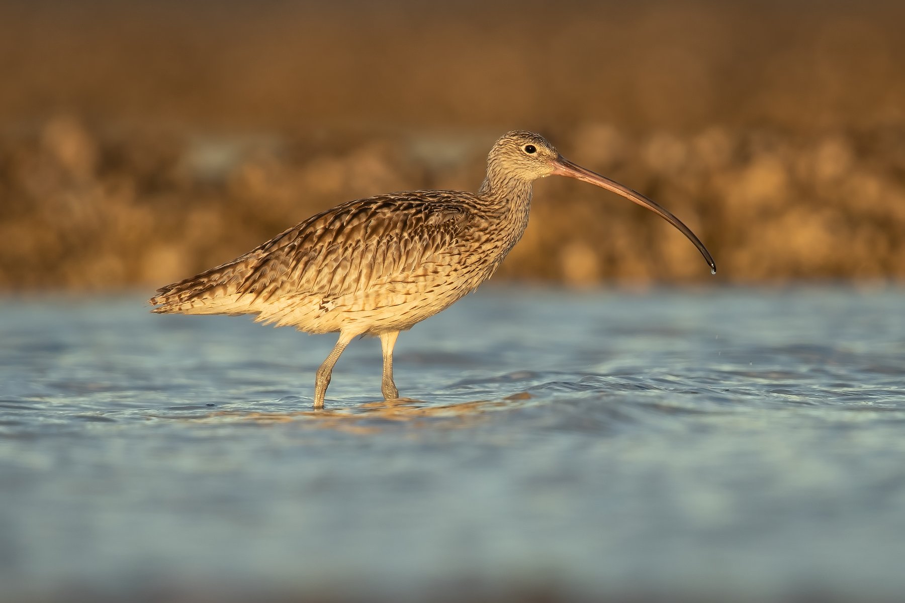Far Eastern Curlew